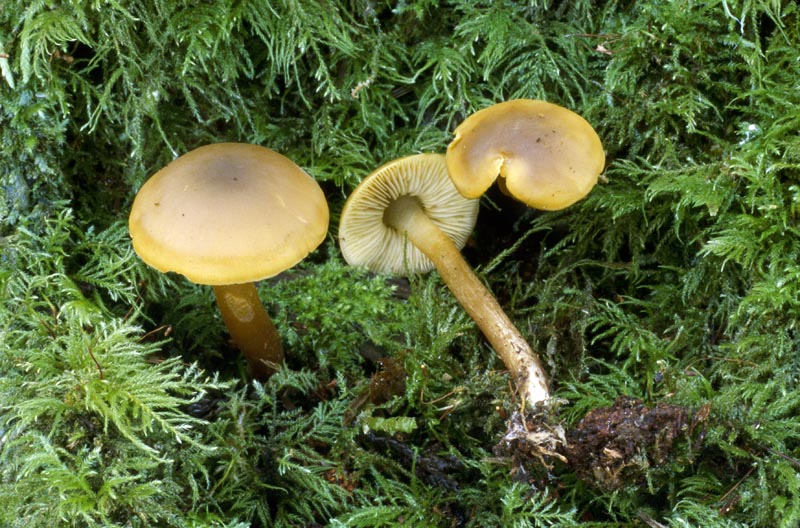 Callistosporium luteo-olivaceum